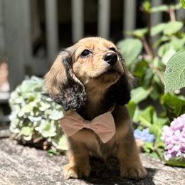 Girl 1 - Cream female Dachshund puppy in Fletcher, North Carolina from Lion's Gate Dachshunds