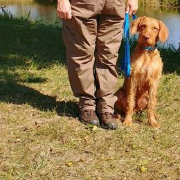 Wirehaired Vizslas from Prosperity Point Gundogs