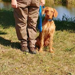 Wirehaired Vizslas from Prosperity Point Gundogs