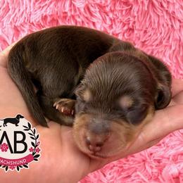Miranda - Chocolate and cream female Dachshund puppy in Mesquite, Texas from AB Dachshund