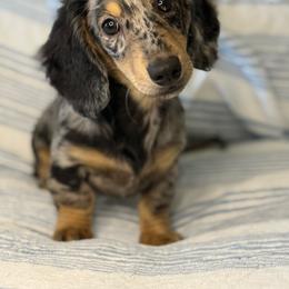 Stevie - Dachshund