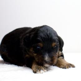 Chilli - Black phantom female Aussiedoodle puppy in Decatur, Illinois from Signature Doodles