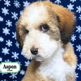 Aspen - In Training - Merle female Bernedoodle puppy in Milan, Indiana from Doodles & Spice
