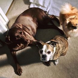 Pomeranian Puppies from Pomflower Pomeranians