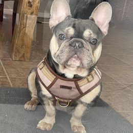 French Bulldogs from Heaven Sent Frenchies