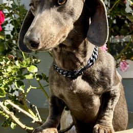Piper - Dachshund