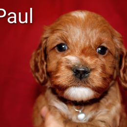 Paul - Red male Cockapoo puppy in Perry, Arkansas from Parker's Cockapoos