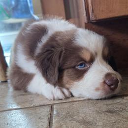 Cristiano FIFA - Red tri-color male Australian Shepherd puppy in Solon, Maine from Mountain Range Australian Shepherds