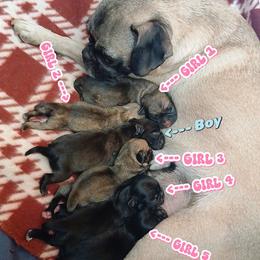 Boy - Black male Pug puppy in El Mirage, Arizona from Kratos Legacy