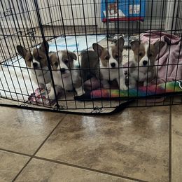 Pembroke Welsh Corgi Puppies from Wiggle Ranch Corgis