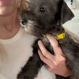 Yellow - Black male Miniature Schnauzer puppy in Mountain Home, Idaho from Kissack Kennels