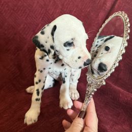 Tink (tinkerbell) - White and black female Dalmatian puppy in Tulsa, Oklahoma from White House Dals
