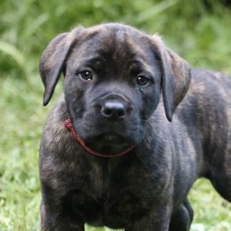 Angel - Brindle female Boerboel puppy in Wasilla, Alaska from Northland Boerboels