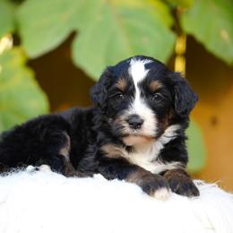 Cleo - Tri-color female Bernedoodle puppy in Spokane, Washington from Lilac City Doodles
