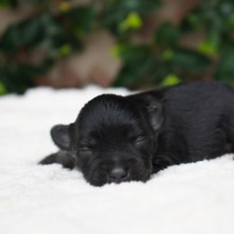 Roman - Black and silver male Miniature Schnauzer puppy in Montebello, California from Rod Schnauzers