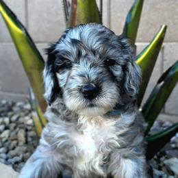 Rudolph (Blue) - Merle male Goldendoodle puppy in Peoria,  Az, Arizona from Not Just "Golden" Doodles