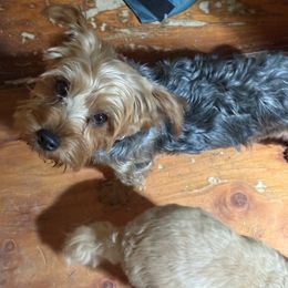 Sweetheart - Yorkshire Terrier