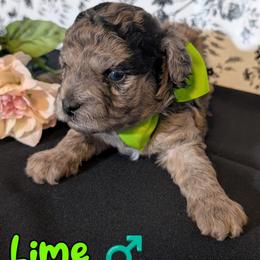 Lime Boy - Merle male Shihpoo puppy in Rockledge, Florida from Stormie's Doodles