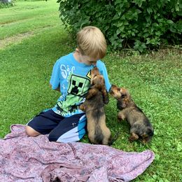 Dachshund Puppies from Hidden Haven Dachshunds