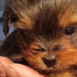 Yorkshire Terriers from Debbie's Yorkies