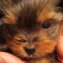 Yorkshire Terriers from Debbie's Yorkies