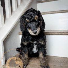 Clark Bar - Phantom male Poodle puppy in Murrieta, California from Apricot Poodles & Goldendoodles, LLC