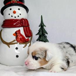 Linus - Blue merle and white male American Corgi puppy in Clarksville, Tennessee from Cold Creek Family Farm LLC