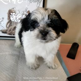 Pixel - Black and white male Shorkie puppy in Boca Raton, Florida from Tina-Marie's Pups