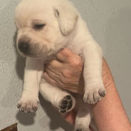 Star - Yellow female Labrador Retriever puppy in San Diego, California from Sammieslabpuppies