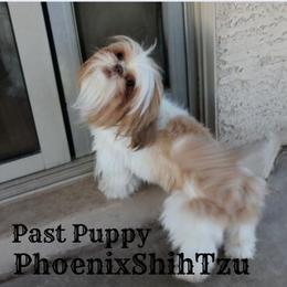Shih Tzu Puppies from Phoenix Shih Tzu
