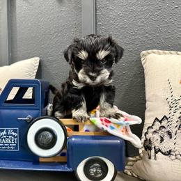 Margarita - Black and silver female Miniature Schnauzer puppy in St. Augustine, Florida from Ancient City Schnauzers