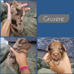 Gruyere - Merle male Cockapoo puppy in Zanesville, Ohio from Southtown Doodles LLC