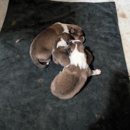 Shetland Sheepdog puppies from Romestar performance K9
