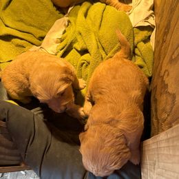 Golden Retriever Puppies from Collette's Goldens