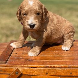Caroline - Goldendoodle puppy in Lancaster, Minnesota from North Star Dog Training