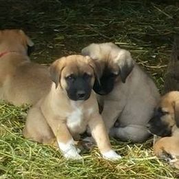 Anatolian Shepherd Dogs from Harmonys Way Farm