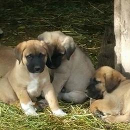 Anatolian Shepherd Dogs from Harmonys Way Farm