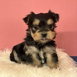 Banks - Black & tan tri-color male Morkie puppy in Monticello, Iowa from Ashley’s Puppies