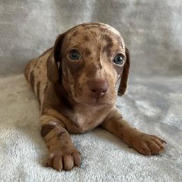 Pongo - Dapple male Dachshund puppy in Ocala, Florida from Weenie Boops