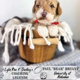 Bear - Red male Australian Labradoodle puppy in Anderson, South Carolina from Brinkerhoff Doodle Farm
