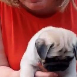 Pug Puppies from Pickwick Pugs