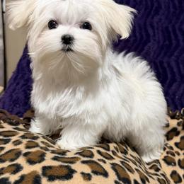 Sasha - White female Maltese puppy in Billingsley, Alabama from Euphoria Maltese