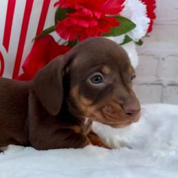 James - Chocolate and tan male Dachshund puppy in Colbert, Oklahoma from Brooke Crenshaw