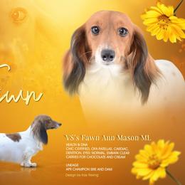 Fawn - Dachshund