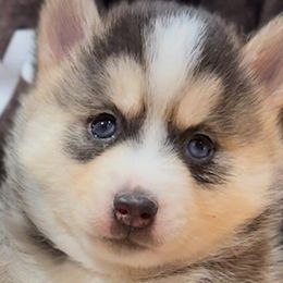 Harry - Pomsky puppy from Elle Pomsky