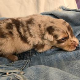 Camo Cargo - Red merle male Australian Shepherd puppy in Bumpass, Virginia from Glitterati Australian Shepherds