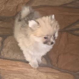 Girl 2 - Orange parti female Pomeranian puppy in Gotha, Florida from Jazzi’s Poms