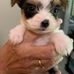 Yorkshire Terriers from Trennas Rotten Yorkies