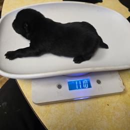 Blackberry - Black male Schipperke puppy in Randsburg, California from Light's Family Farm & Schipperke Ranch