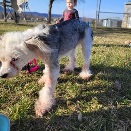 Chinese Crested and Shih Tzu All Grown Up from Wuppie Tree House